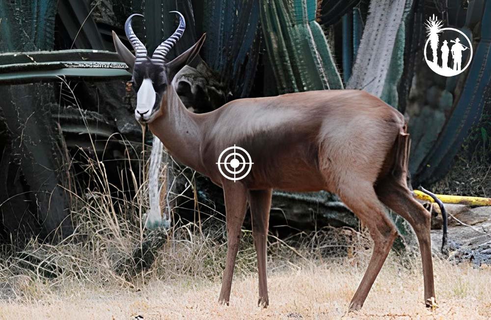 Shot placement Black Springbok