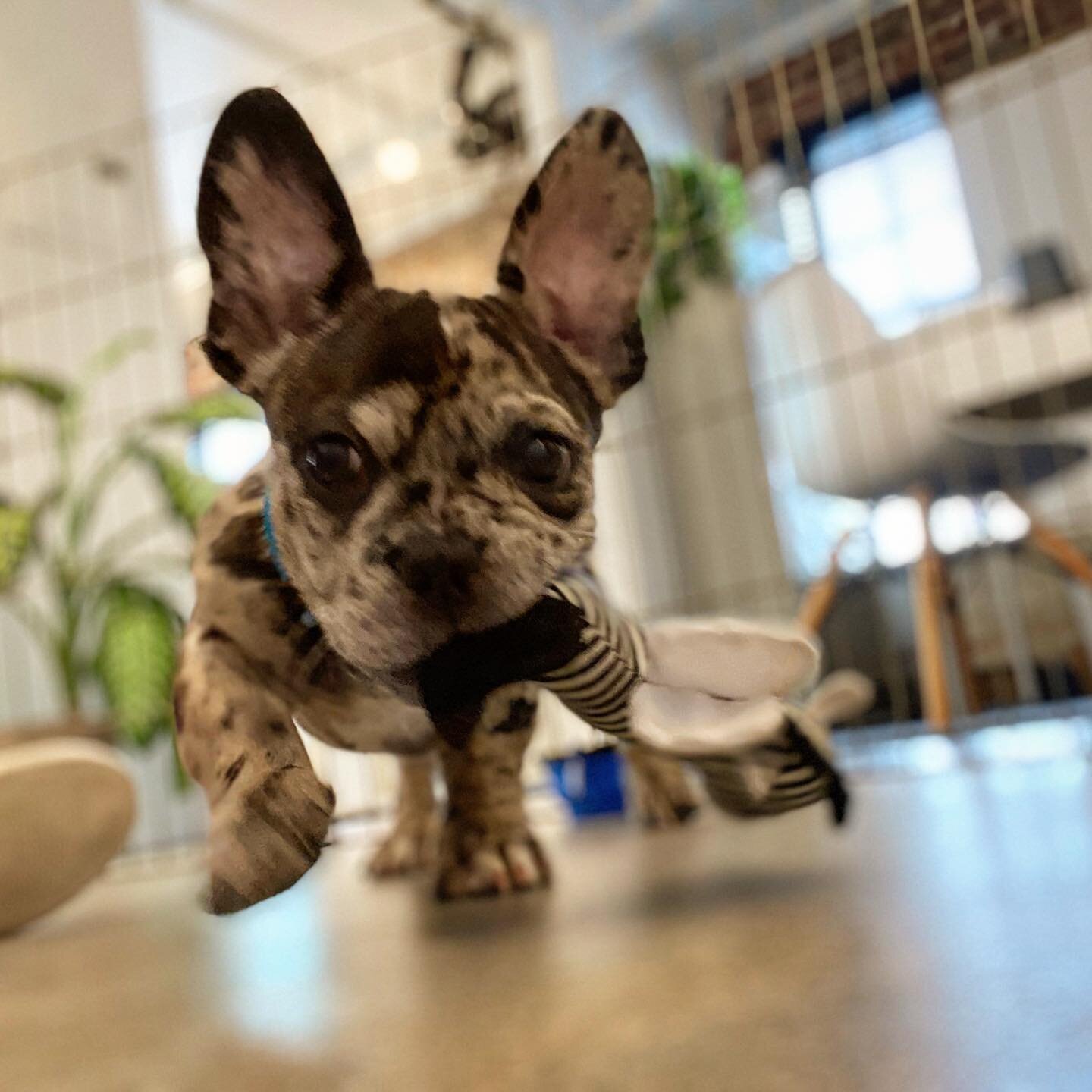 Meet the newest assistant at Eyed LA! Bringing joy and love. Apollo! #dogsofinstagram #dogfriendly #frenchbulldog