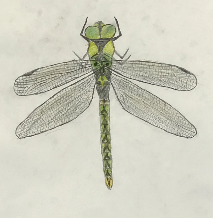 Miles McDonald, Grade VII