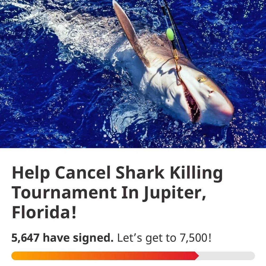 Sharks are an integral part of the marine ecosystem, I am appalled that the community in Jupiter wants to hunt them for sport! Sign the petition to help stop the contest! https://chng.it/tkbPXNNtHG