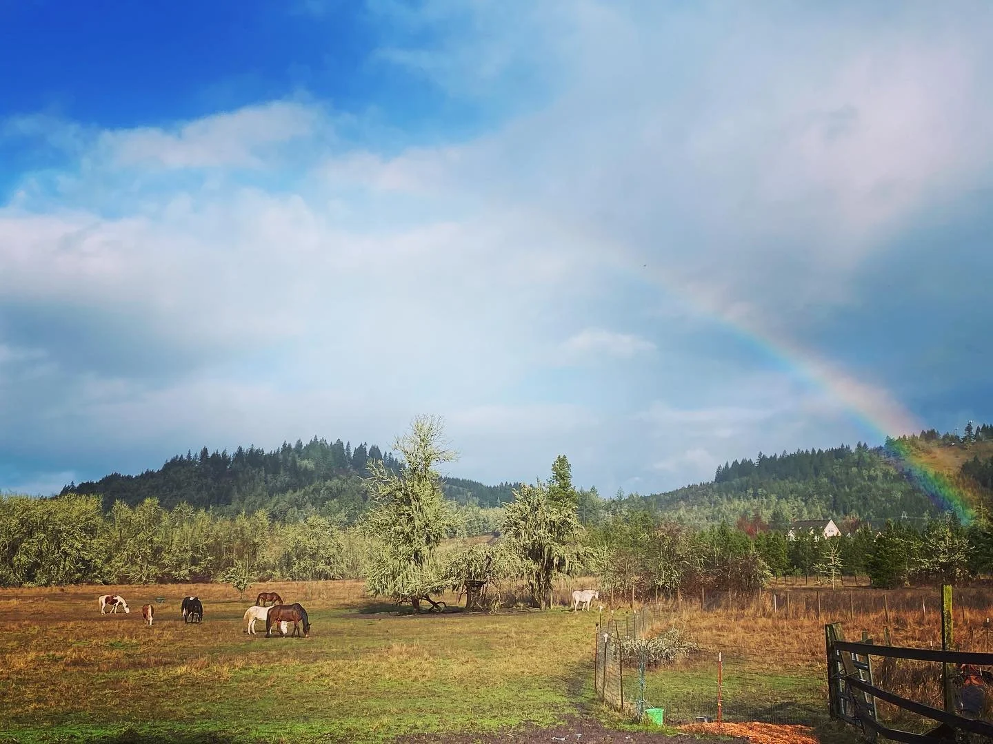 rainbow over the herd.jpg