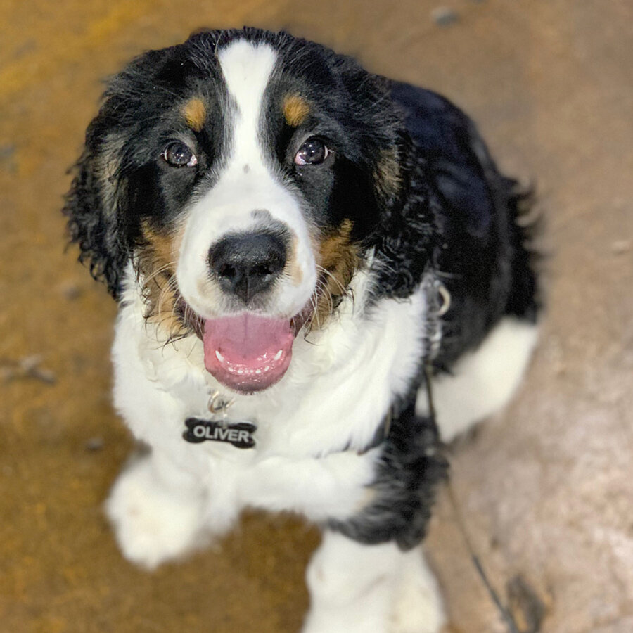 bernese mountain dog puppy