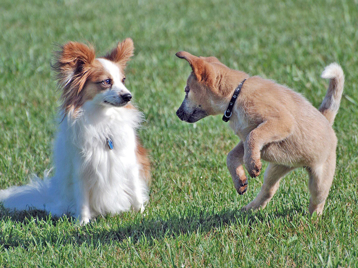 Dogs playing best sale