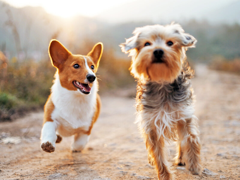 dogs running side-by-side-at-dog-park