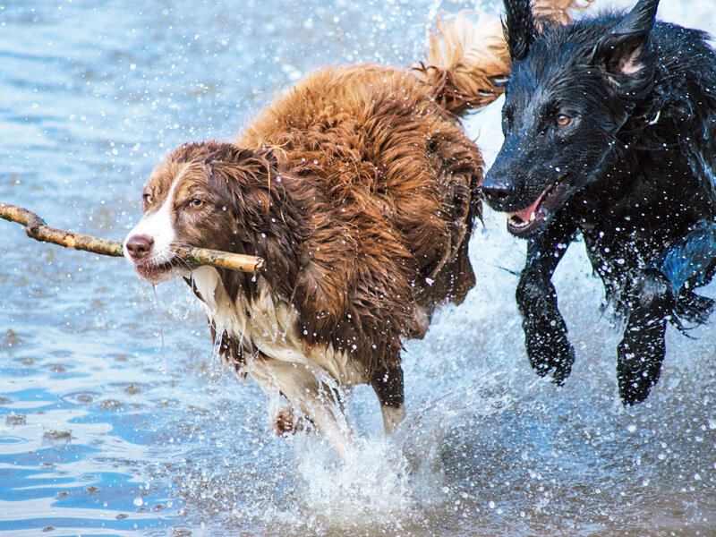 dogs-playing-in-water-at-dog-park