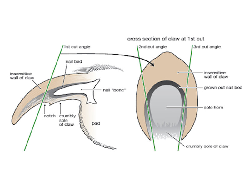 Chihuahua Nails - How to cut, trim, clip and care for your Chihuahuas nails