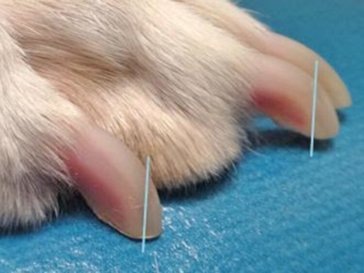PUPPY NAIL TRIMMING — Wonder Puppy PUPPY NAIL TRIMMING — Wonder Puppy