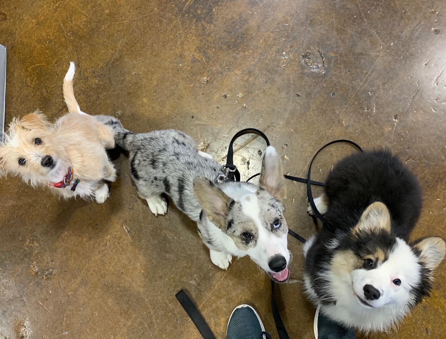 Much like humans, individuality is what makes puppies special. We love each and every one of their unique personalities. Hooray for diversity 🥰🐶🤗!!! #wonderpuppypdx #puppylife #portlanddogtraining #forcefree #socialpuppywp #positivereinforcement