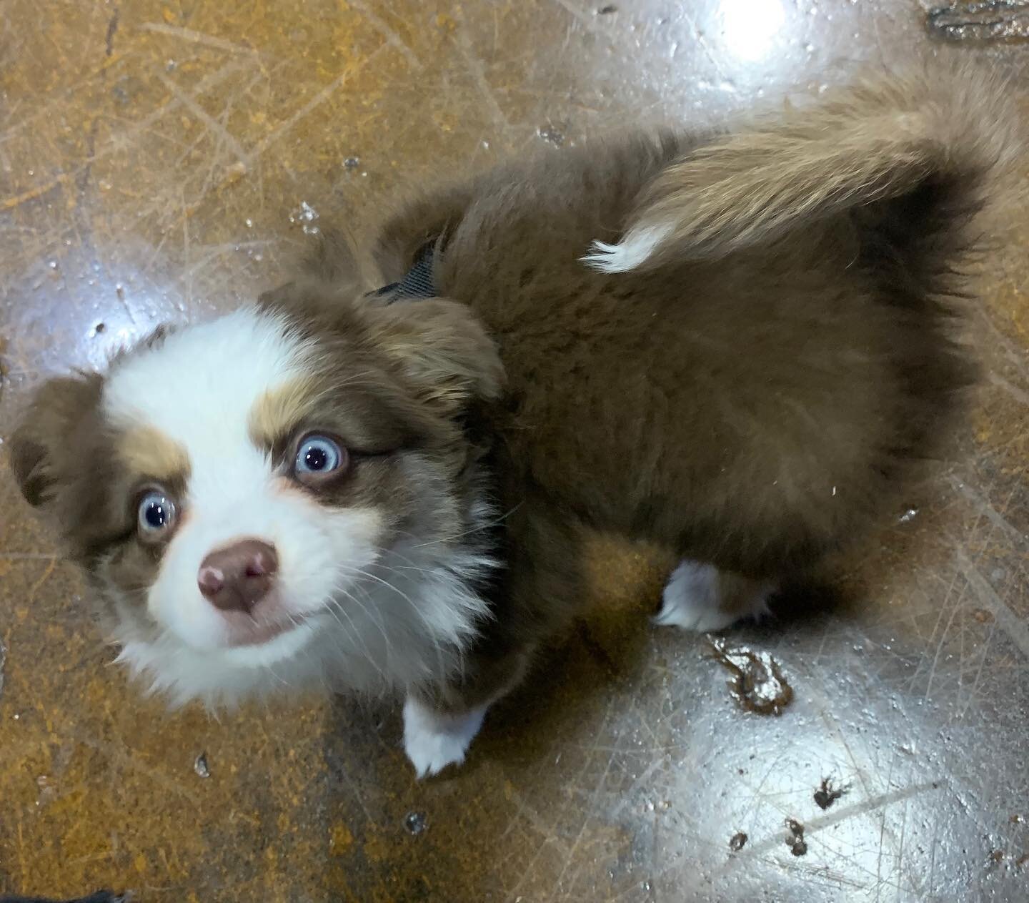 Student Spotlight: Ludo the mini Aussie 😍😎🤗!!! He came into his first Social Puppy class excited about the people, the space, the enrichment and the dogs. He made a few new, tiny friends and even tried some play moves. Ludo loves wiggling, cuddles