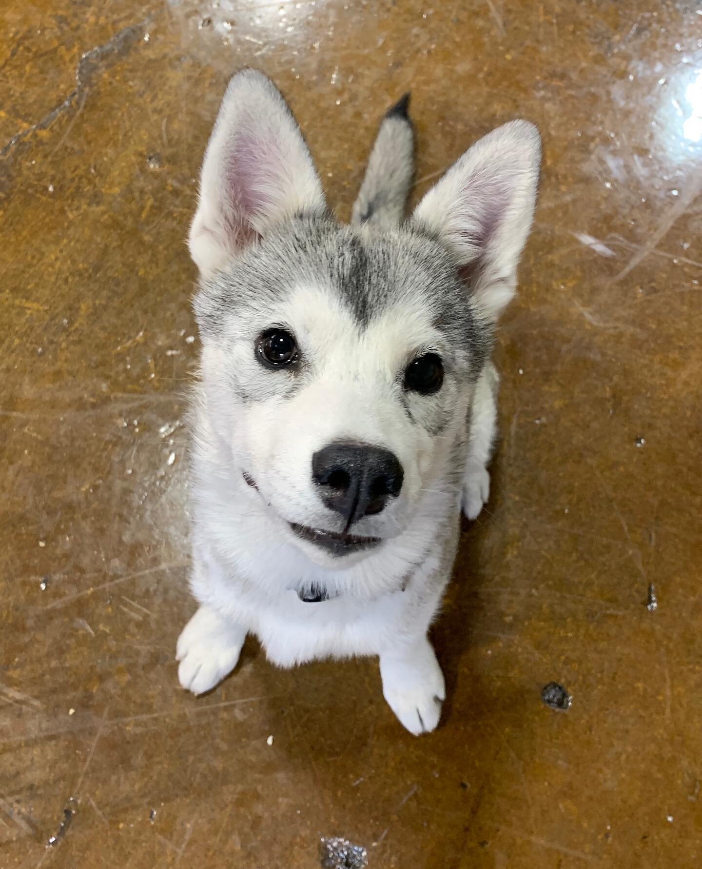 Social Puppy spotlight: Echo 😍🐶🤟. Bringing all of the husky enthusiasm, with extra love and awesome focus 😎🙌. #socialpuppywp #forcefree #positivereinforcement #portlanddogtraining #puppylife #huskypuppy