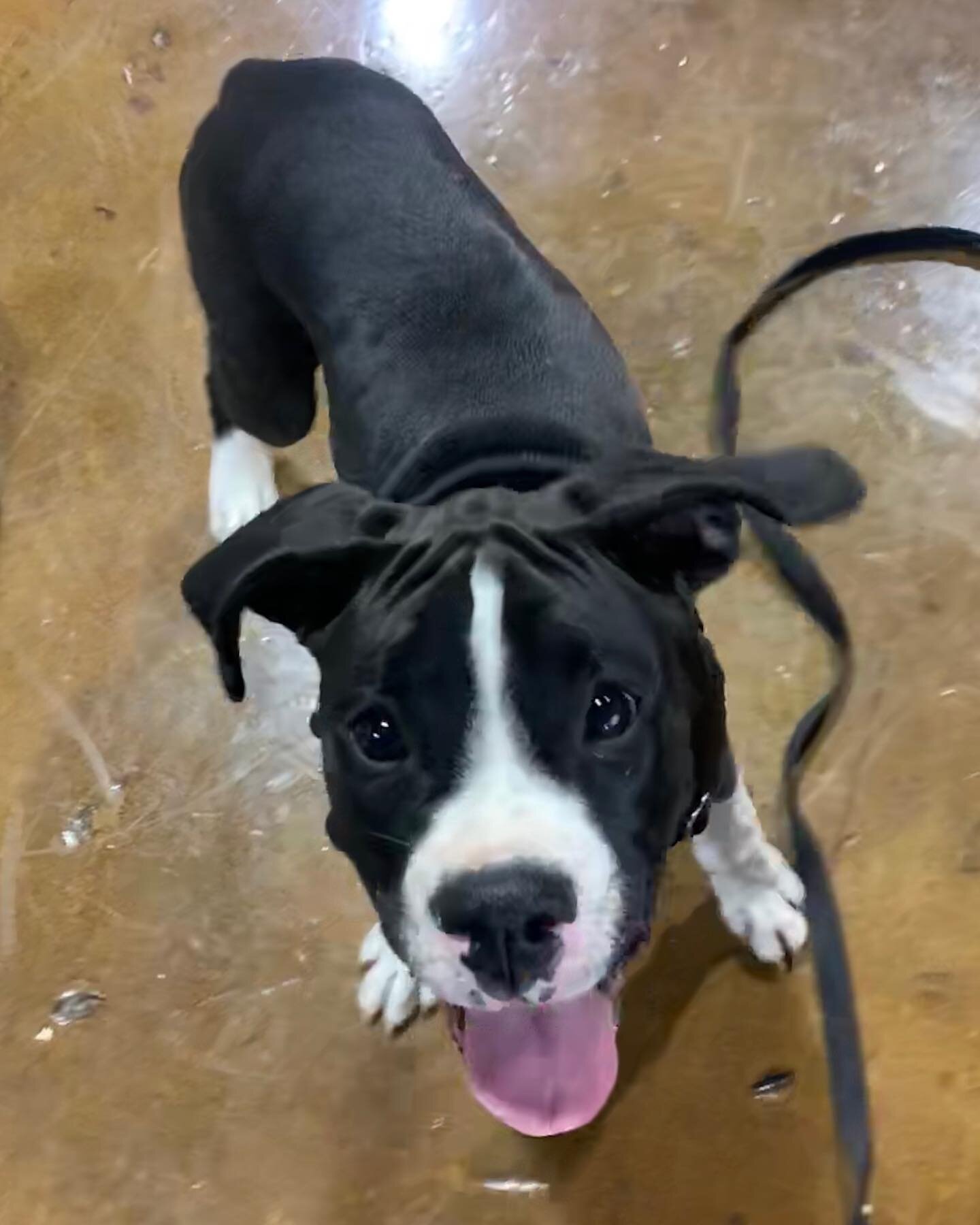 Tongues were on display today 😝😋🤪😛🤣!!! #socialpuppywp #wonderpuppypdx #portlanddogtraining #puppylife #forcefree #positivereinforcementdogtraining