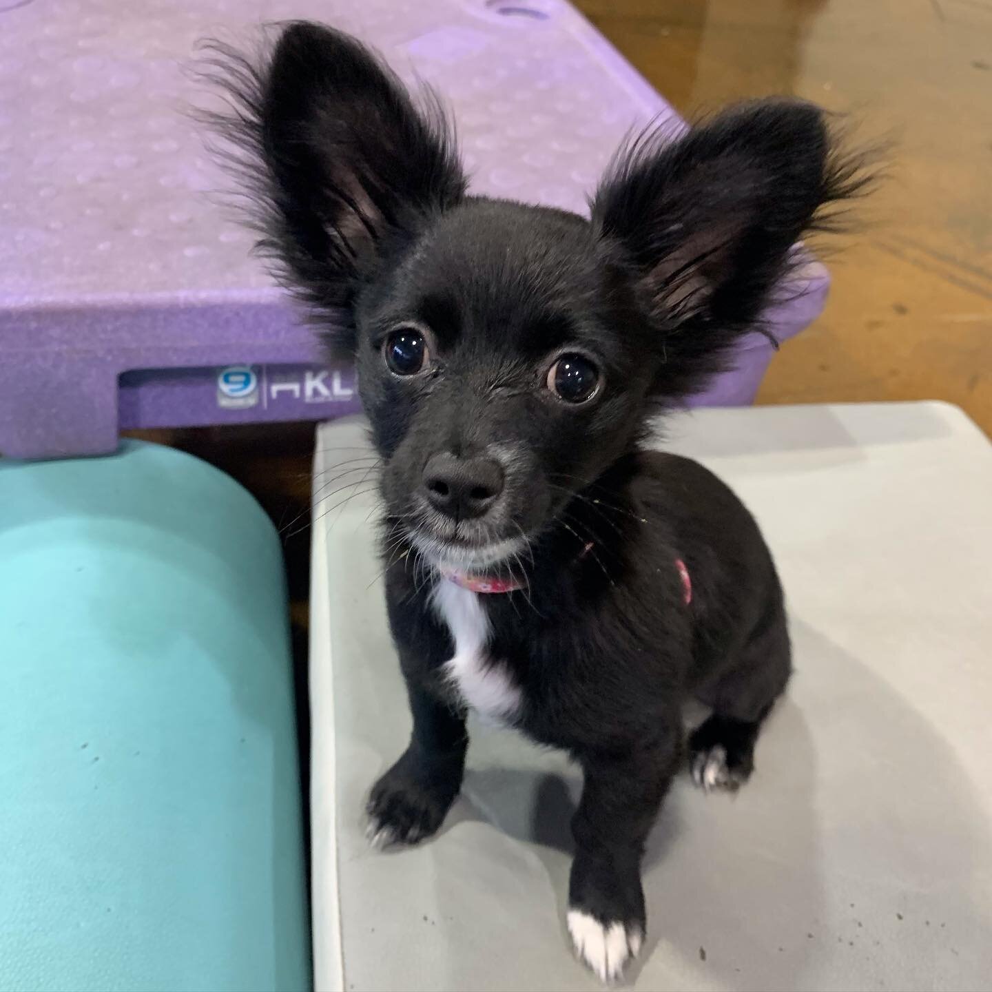 Student Spotlight: Rosie 😍🐶🤩. Rosie felt the slightest bit shy when she arrived, but the toys and trainers brought her out of her shell. She ended up playing with other puppies quite a bit and quickly took to the other new pup, Ludo. She likes pla