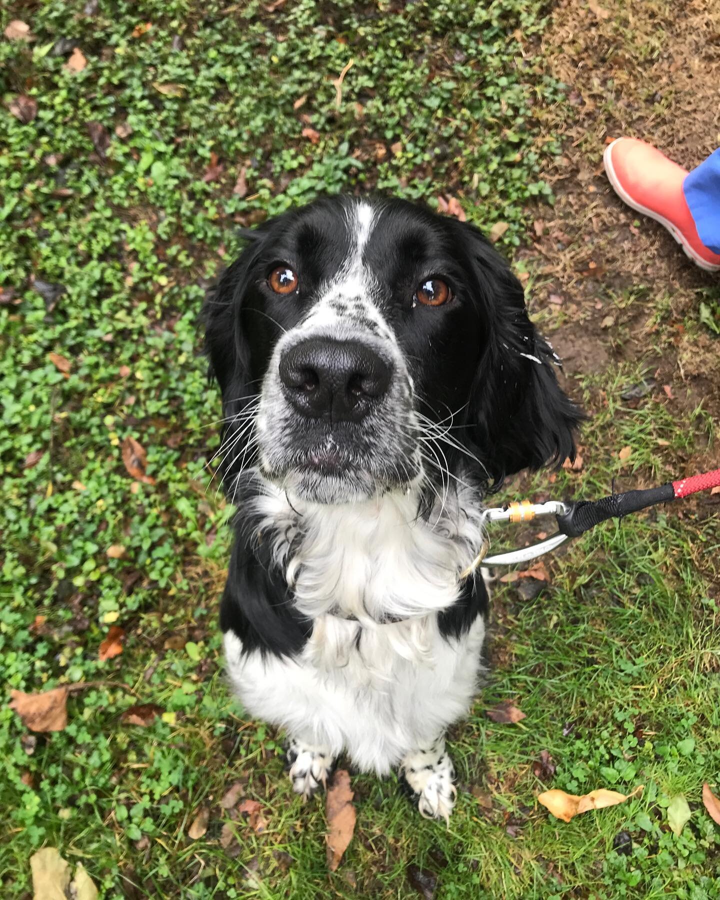 This handsome guy is Gus. Gus has gotten a little unsure of strangers as he&rsquo;s gotten older. He and his parent had a private session outdoors to work on comfort and confidence with new people. Gus is the sweetest guy ever and is very generous wi