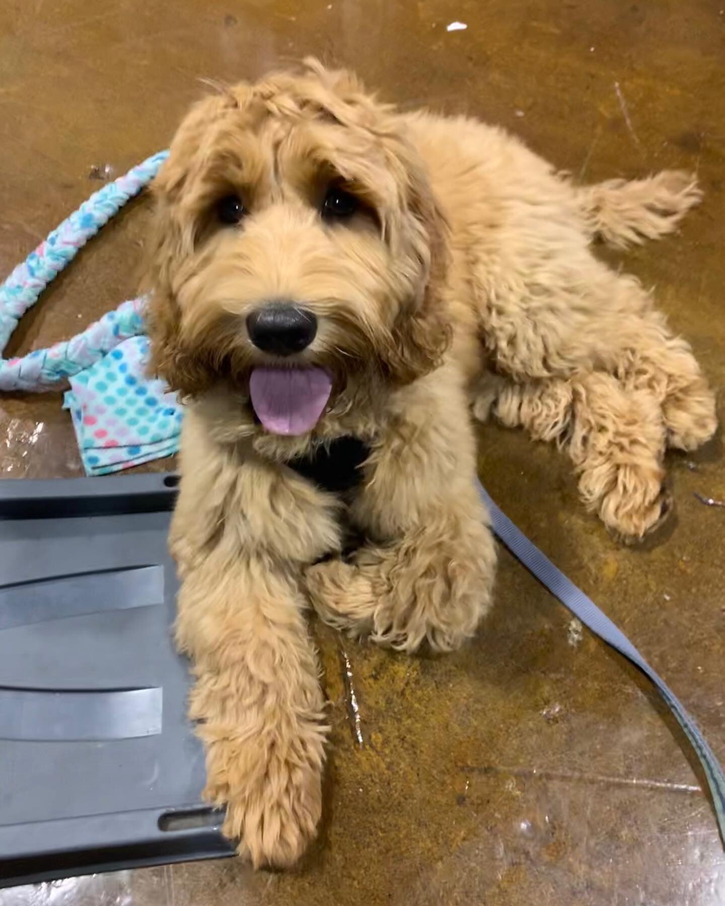 Wags was the new kiddo in Day Camp today. He felt a bit shy when he arrived, but warmed up quickly. By the end of the day he had decided that wrestling was pretty great. Welcome Wags 🐶🙌😍🥳. #wonderpuppypdx #puppydaycampwp #positivereinforcementdog