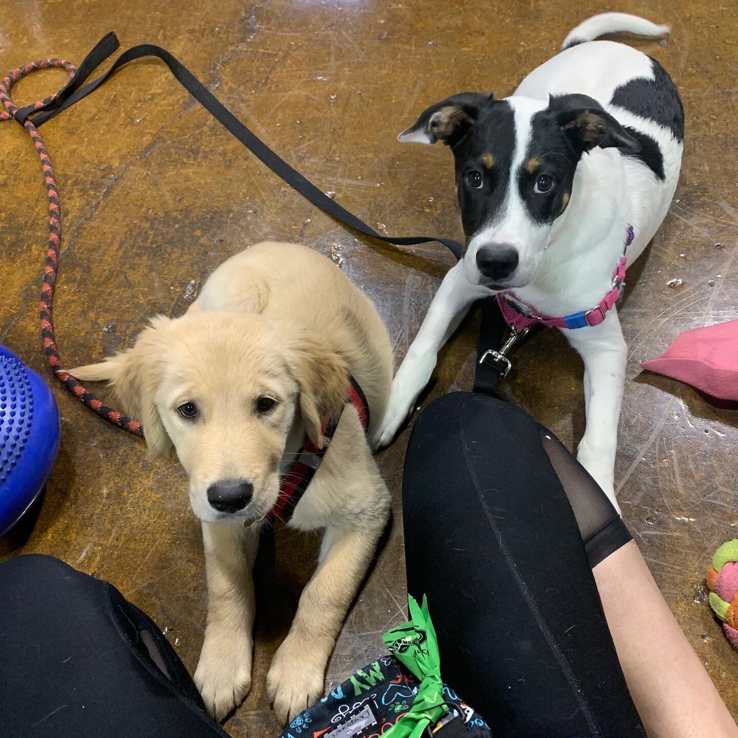 Josie, Mersey and Maple in Day Camp today 🐶😍. It was Maple&rsquo;s first visit and she gives it the 👍. Mersey and Josie also graduated today🎓🥳🐕. Congratulations to both of them. They have been Day Camp regulars and we will miss them very much. 