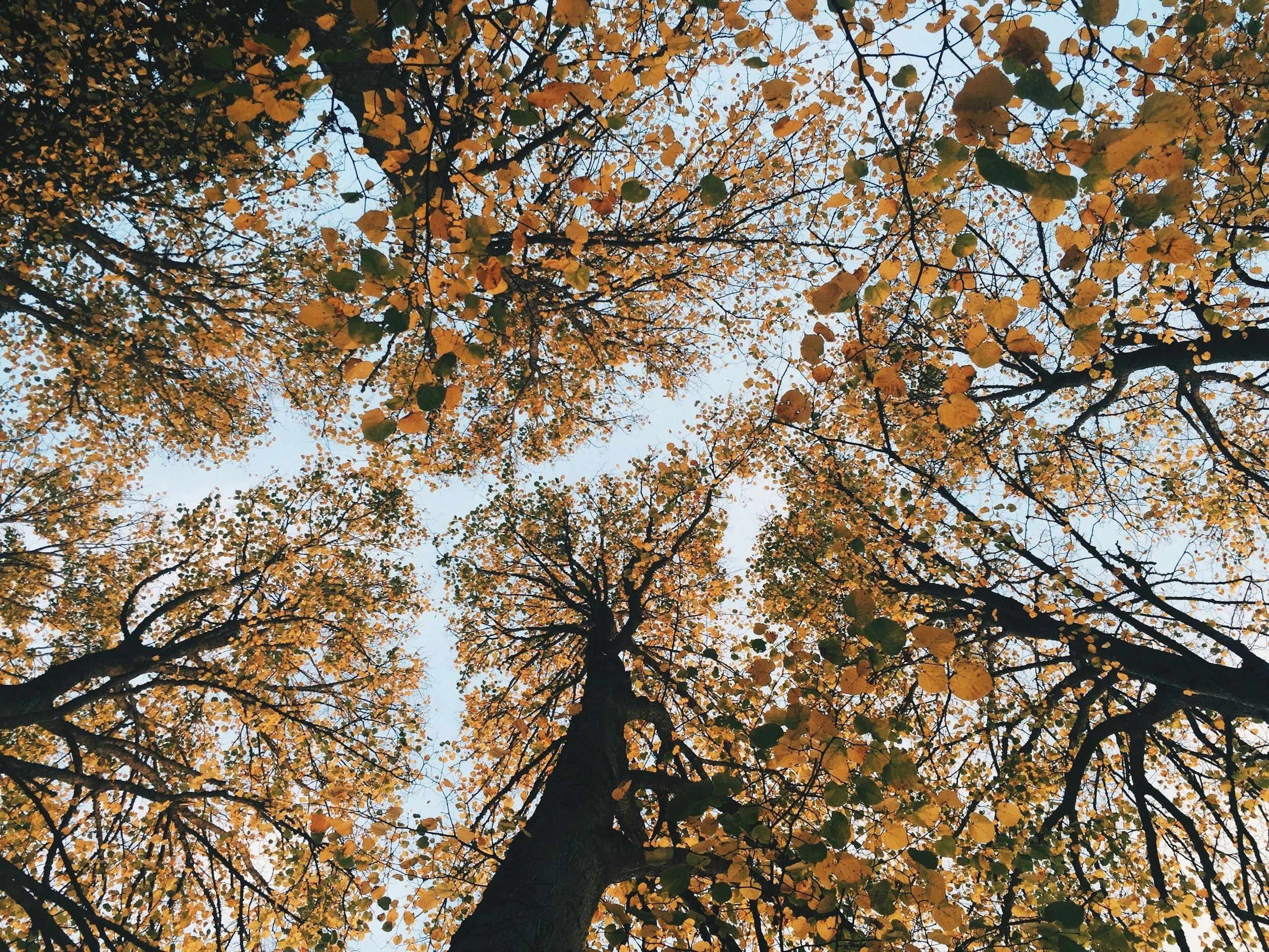 Looking up at autumn trees with warm tones, evoking grounding, perspective, and connection to the present moment