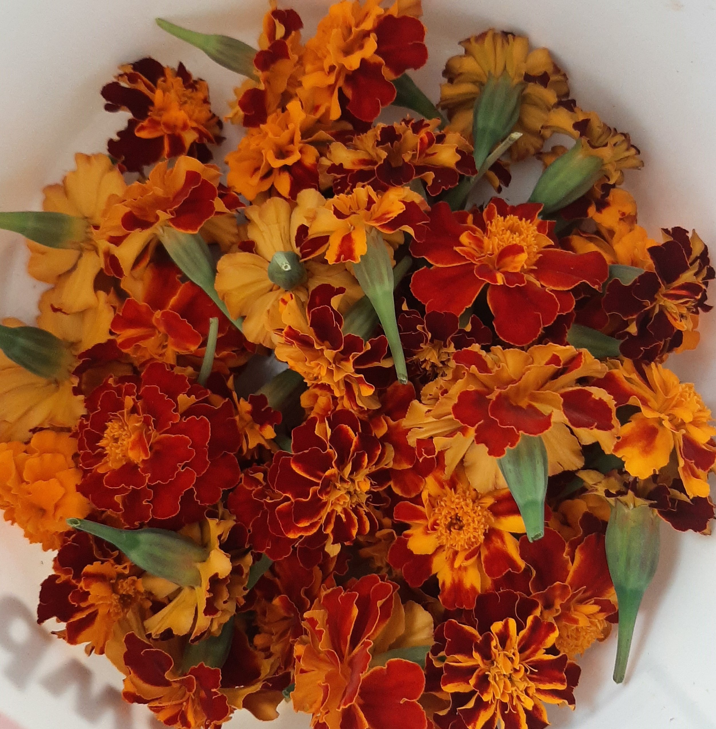marigolds in a bucket (2024_02_25 00_31_47 UTC).jpg