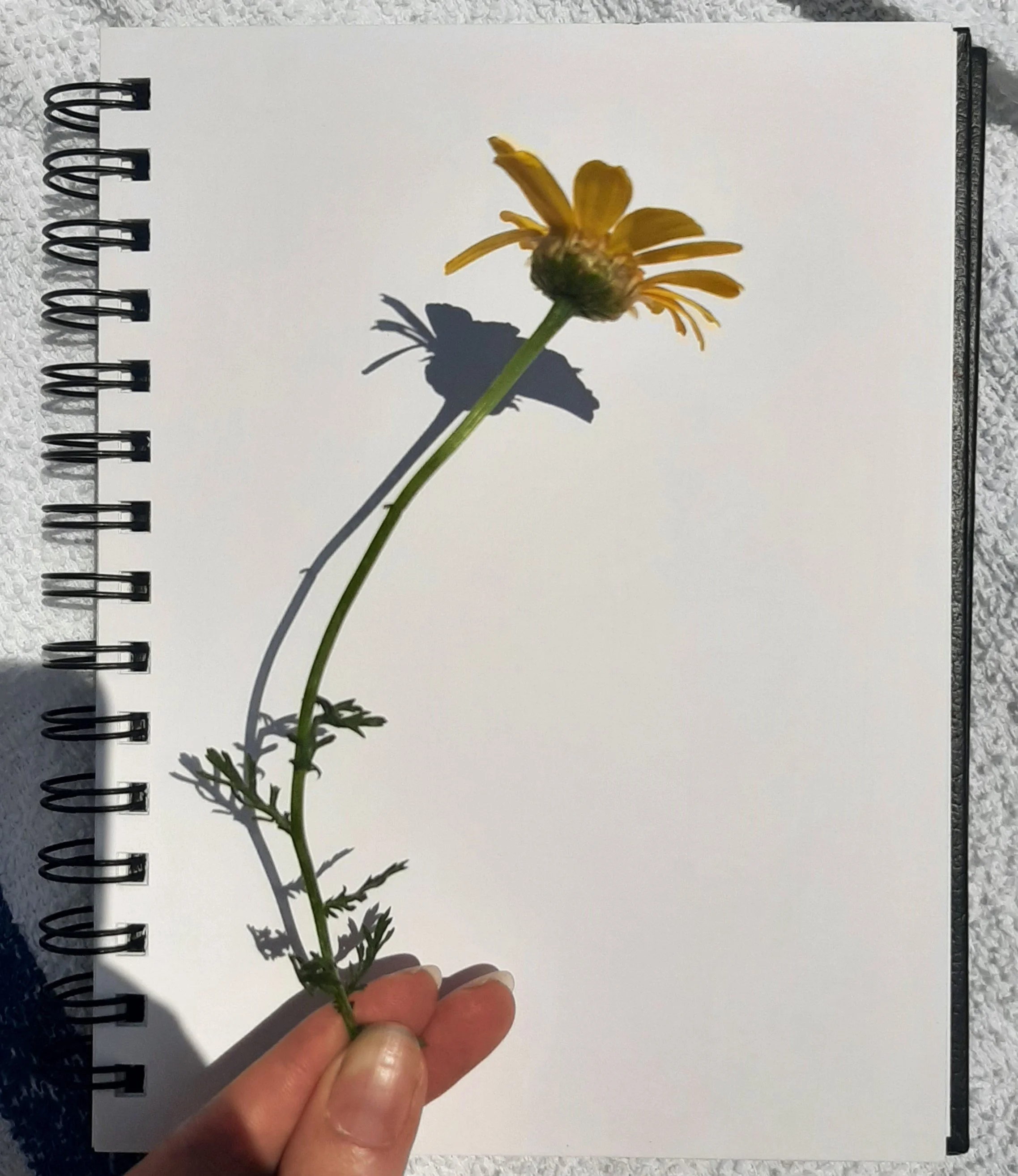 blind contour flower (2024_02_25 00_31_47 UTC).jpg