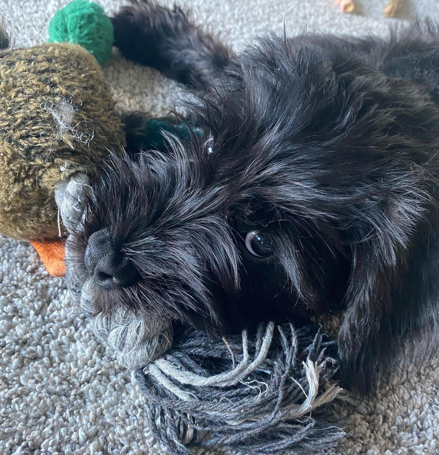 I know I am biased, but can you handle the cuteness?!?
🥺
#MinatheSchnauzer #3monthsold #schnauzer #standardschnauzersofinstagram #standardschnauzers