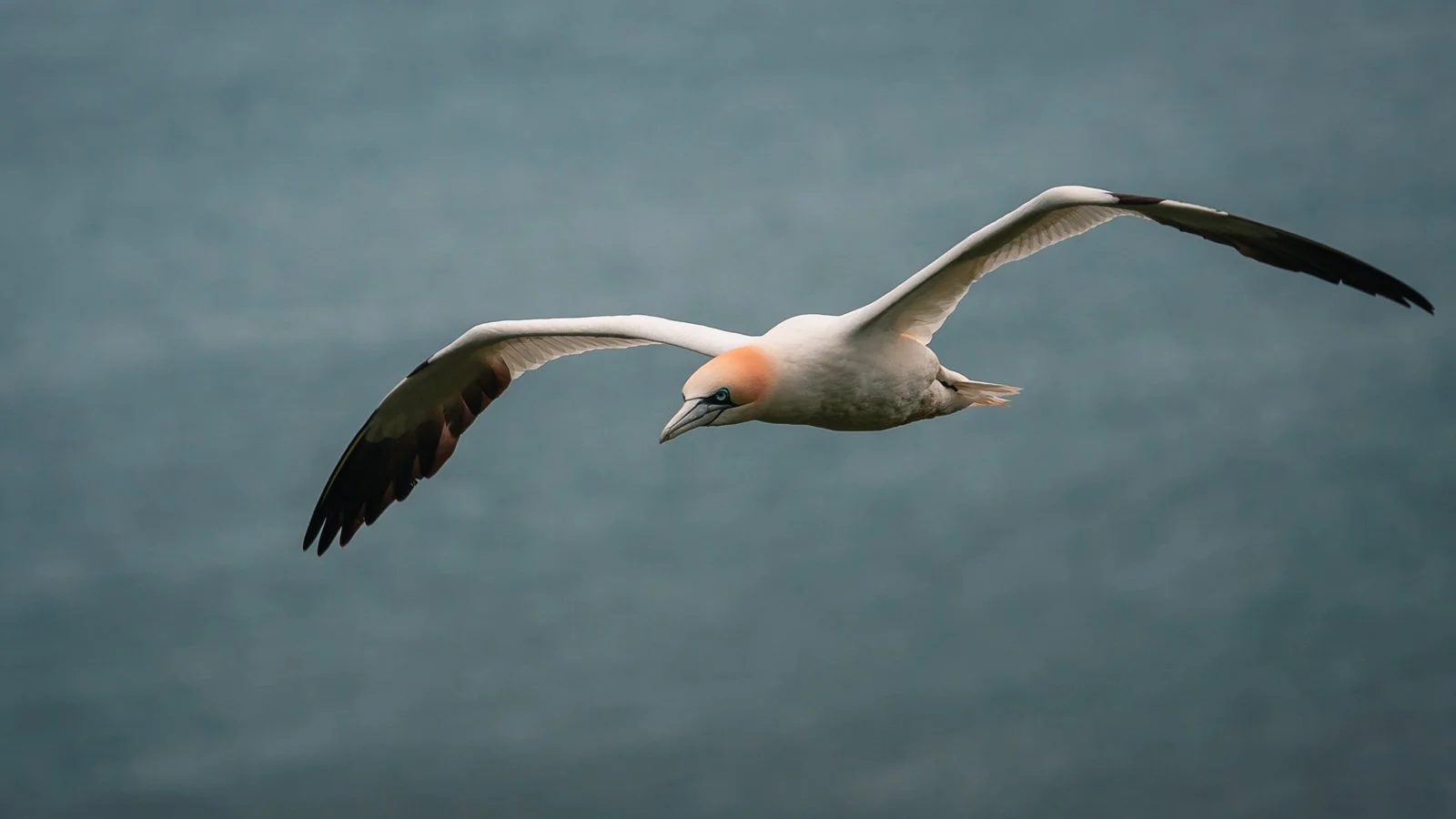 Gannet Airborne.jpg