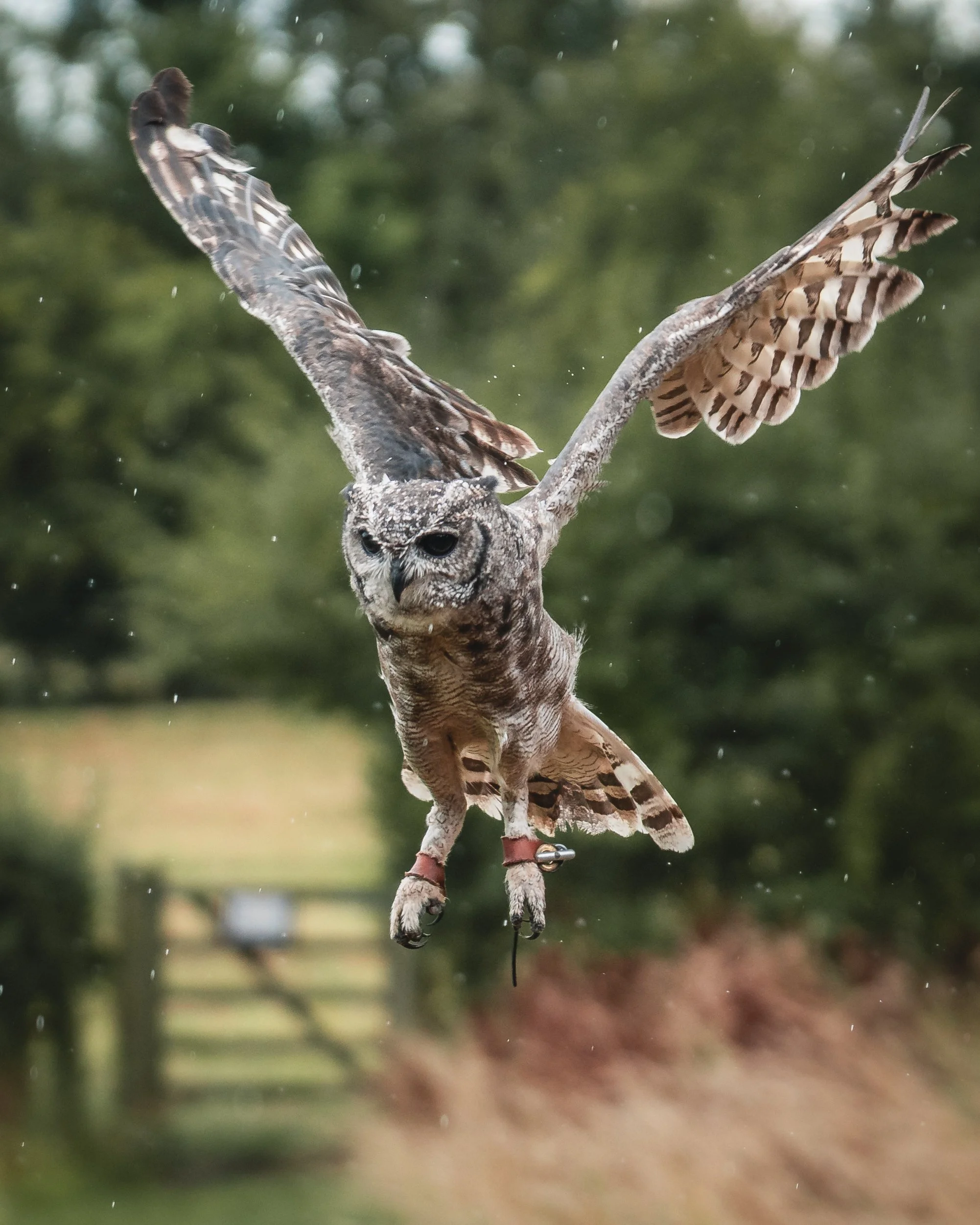 Long Eared Owl Landing.jpg