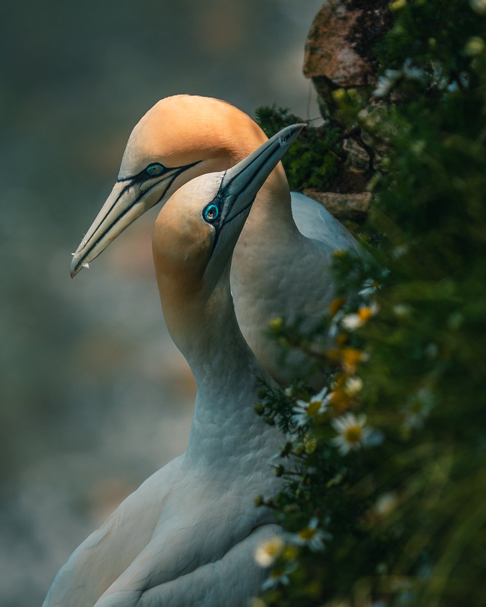Gannets embrace.jpg