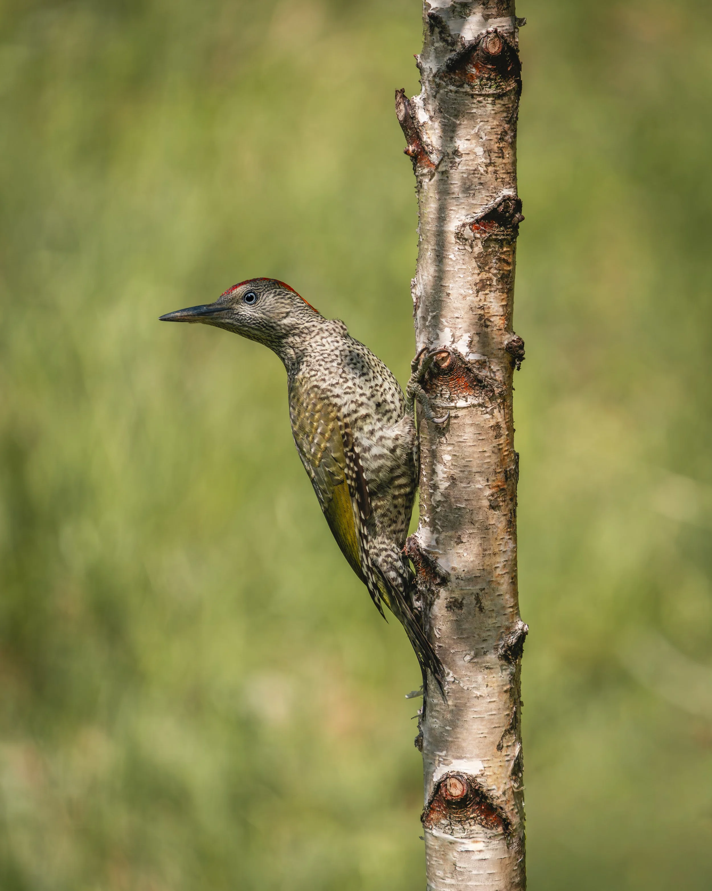Green Woodpecker.jpg
