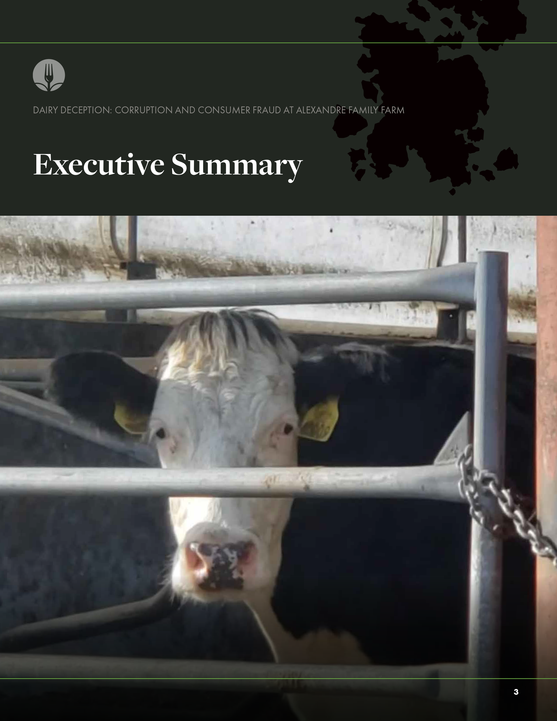 Photo of a cow behind a metal gate on a farm, with part of its face and horns visible, and chain securing the gate.