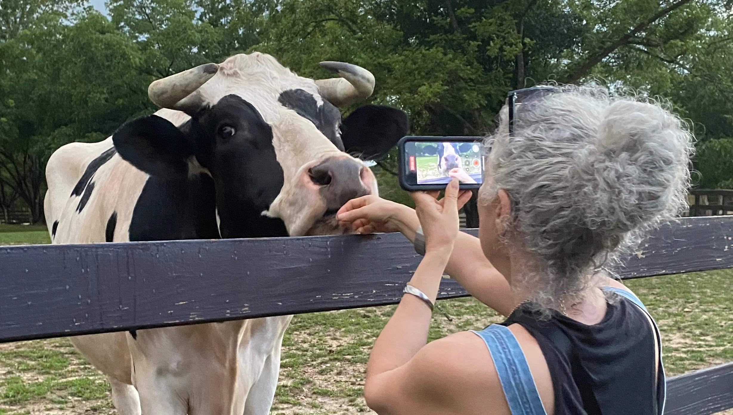 Delia Bonfilio photographing a rescue dairy cow as it sniffs her hand