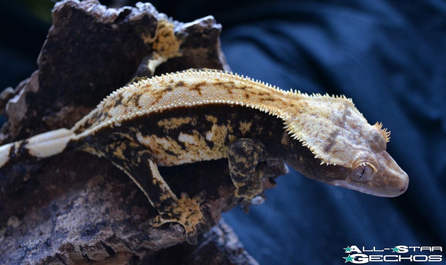 Maternal Great Great Great Great Great Grand Dam: Dumpling- All Star Geckos