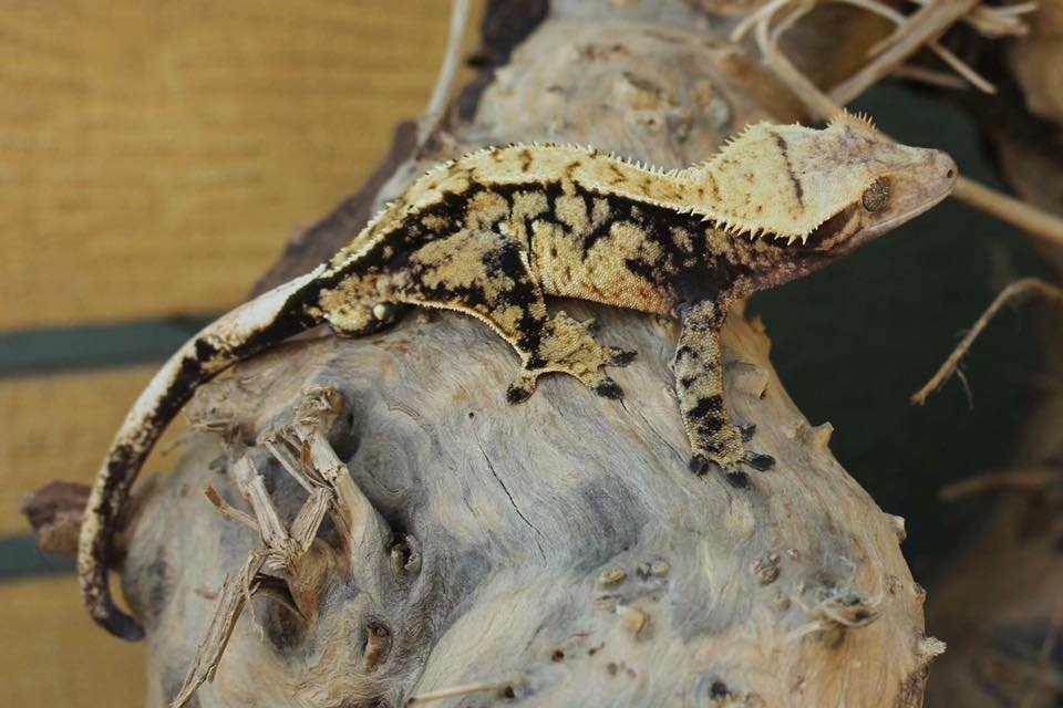 Paternal Great Grand Sire - Todd - Crowned Royal Reptiles