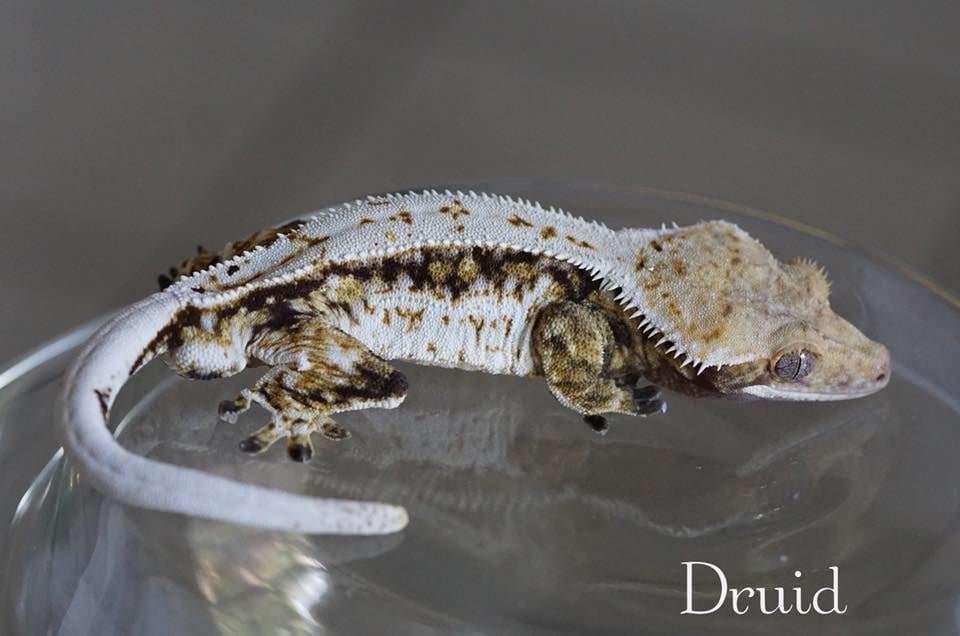 Maternal Grand Sire: Druid - The Gecko Den