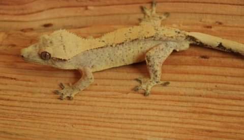 Maternal Great Great Great Grand Sire: Andover - JB's Cresties