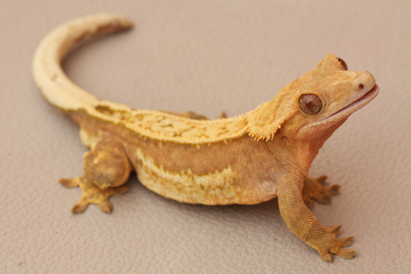 Maternal Great Grand Sire: Ezio - Ridge Valley Reptiles (Yelp x Dos Gekkis)