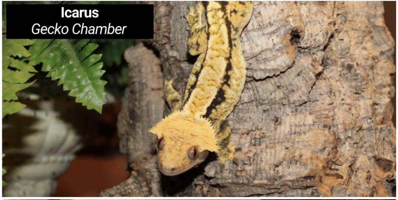 Maternal Grand Sire - Icarus - Gecko Chamber