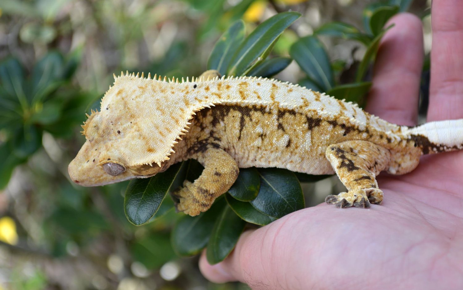 Maternal Great Great Great Great Great Grand Sire: Spock - All Star Geckos