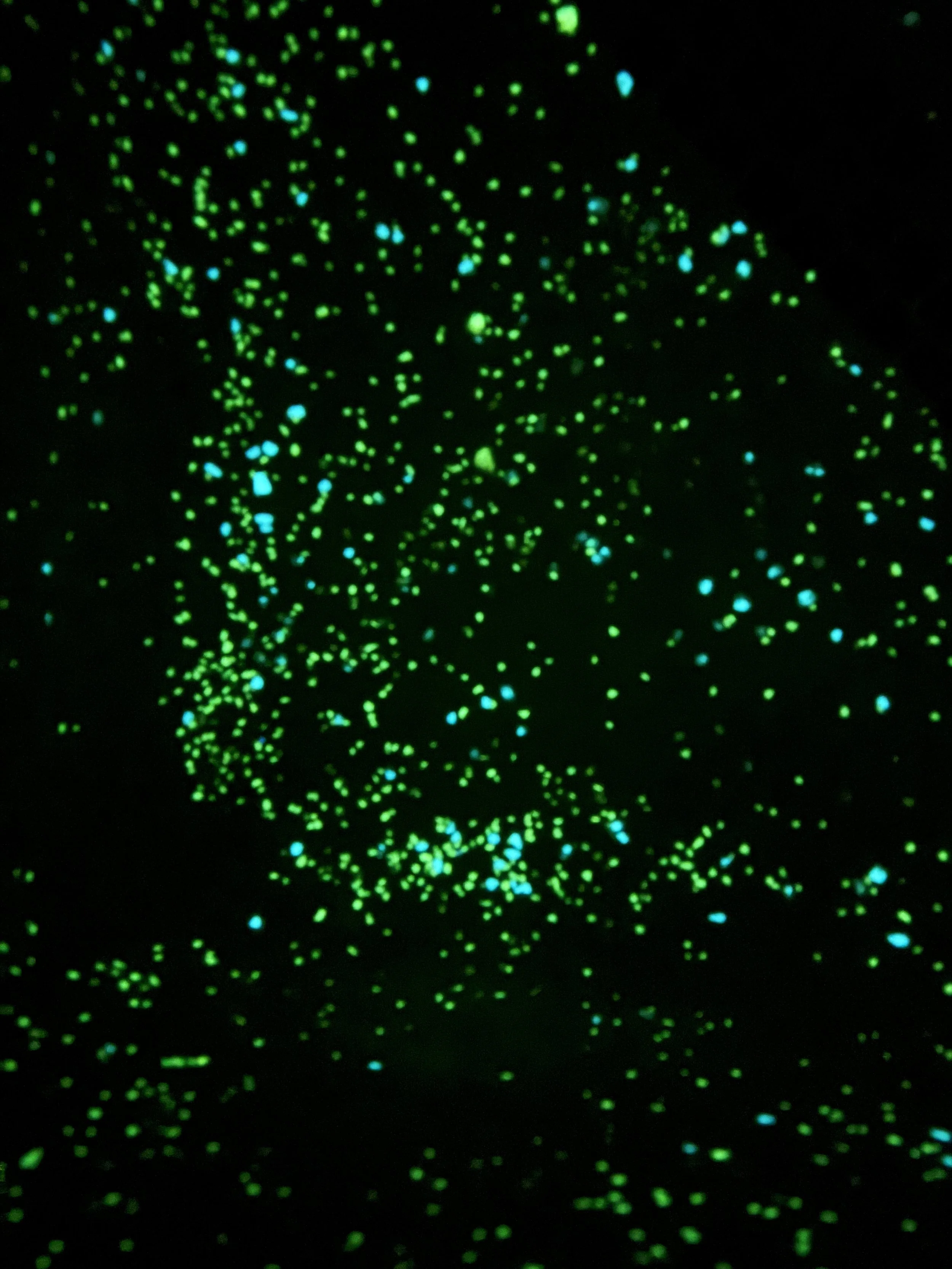 Glow-in-the-dark glitter particles in green and blue colors on a black background.