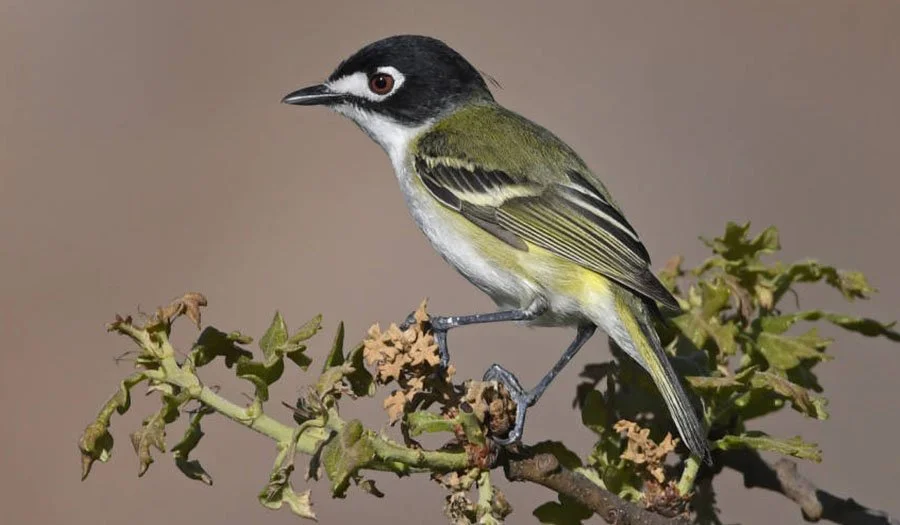 Black-Capped Vireo, courtesy of USFWS, featured in a blog about USFWS's 2016 proposal to remove it from the endangered species list.
