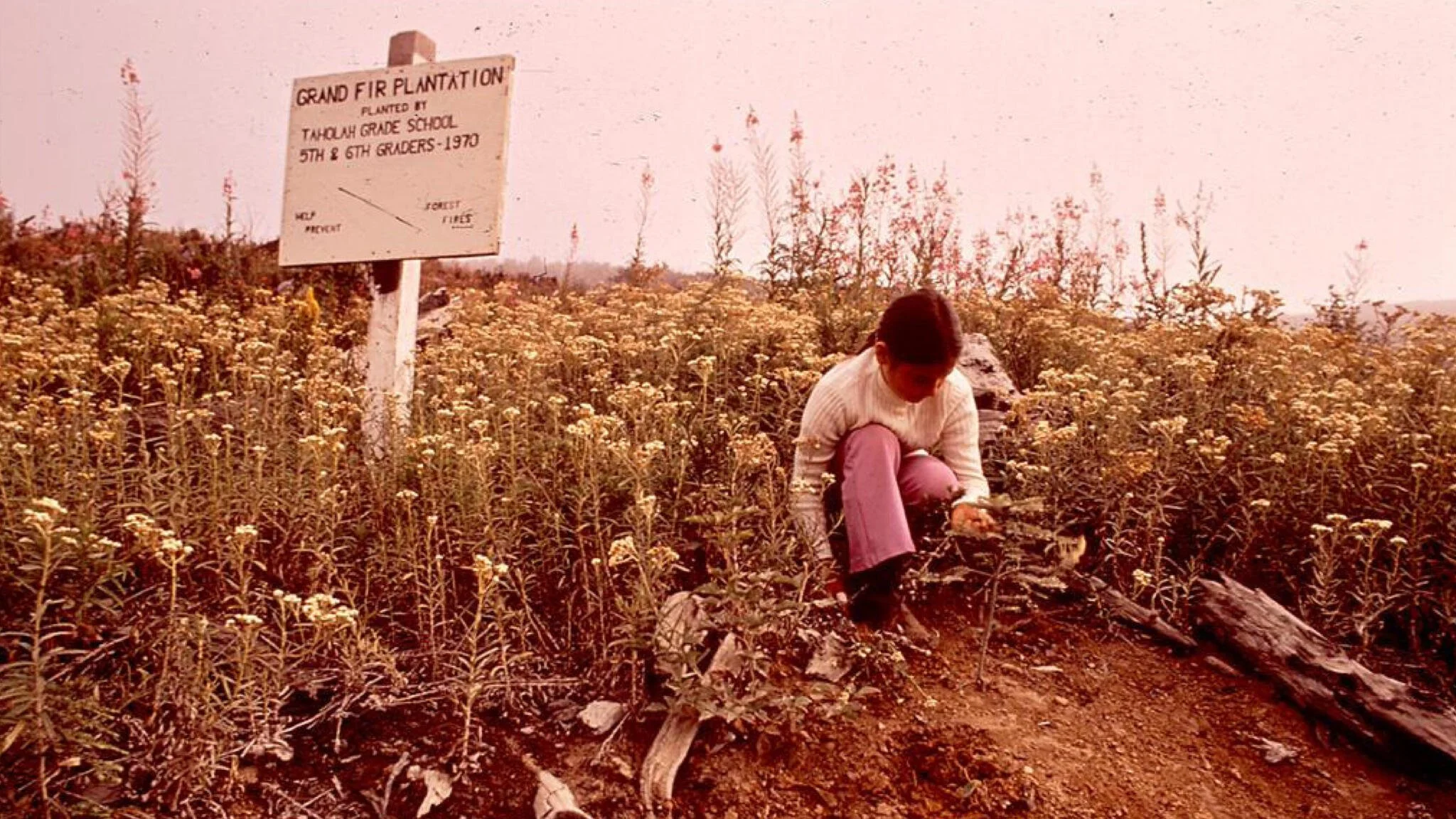 History Café: Indigenous Forestry