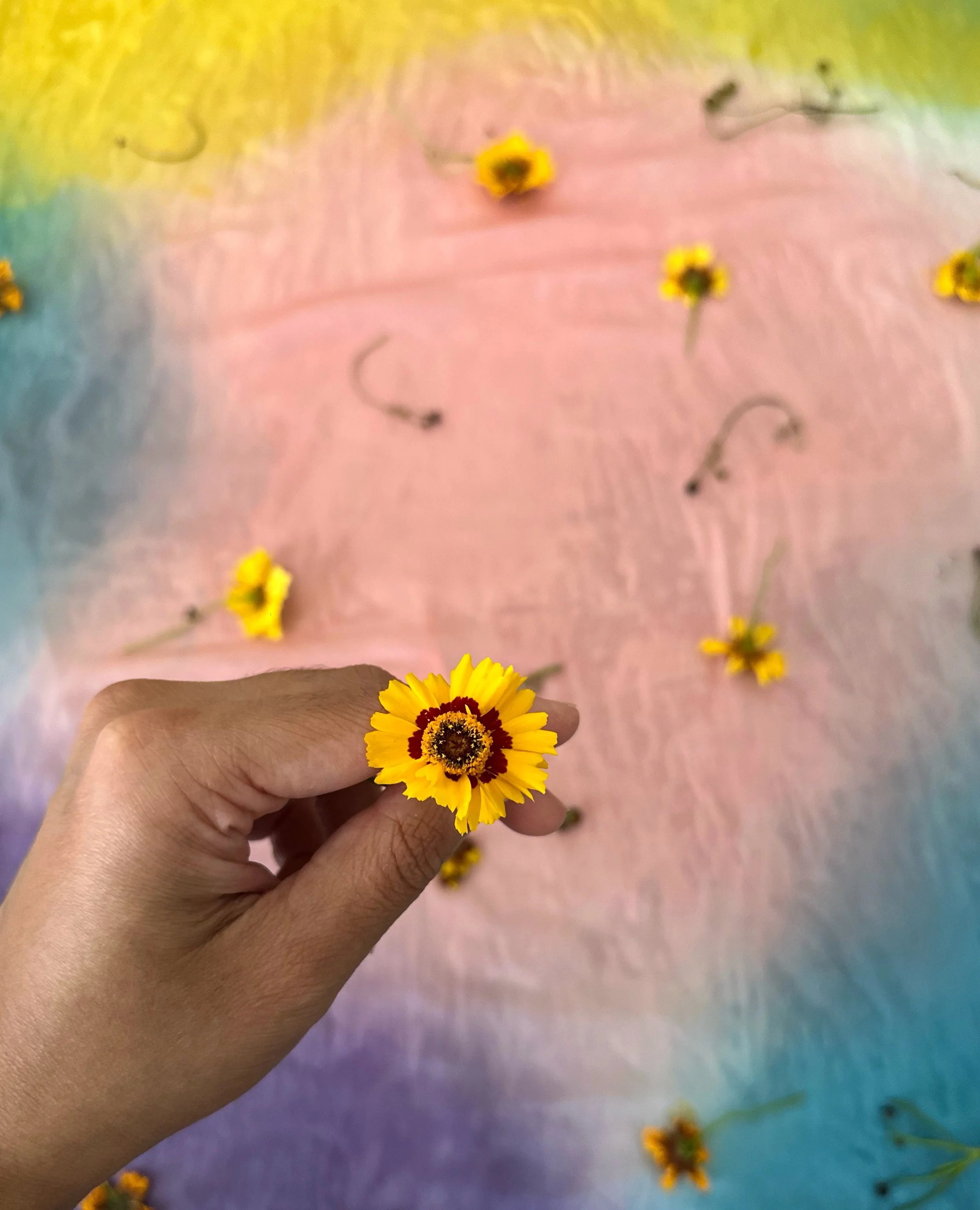 Summer dream 🌼
One of a kind botanically dyed textiles by AJNA

#botanicallydyed #coreopsis #ajnacalifornia #naturallydyedsilks