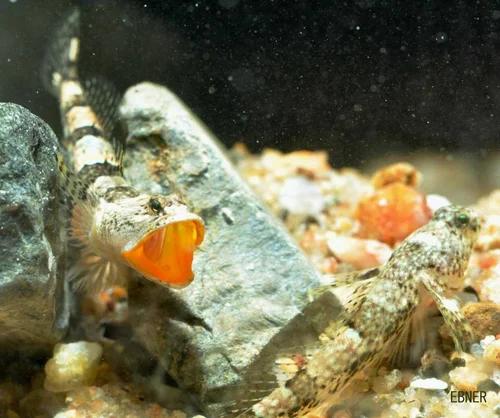 Asgr Fish Australian Society for Fish Biology