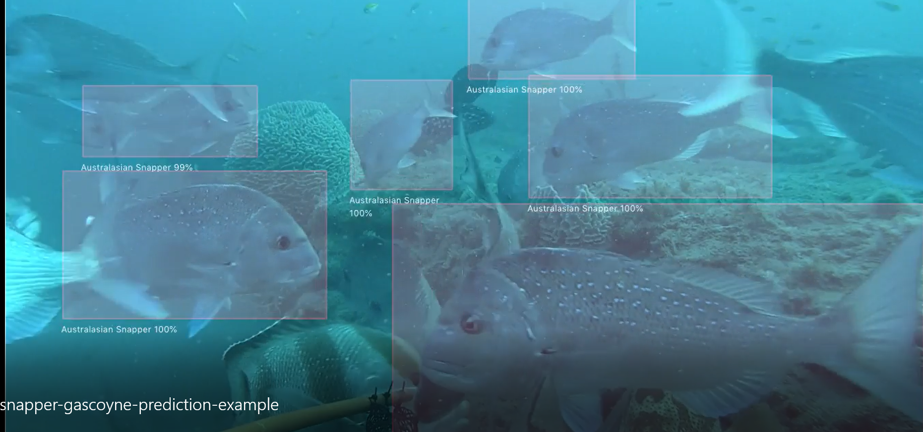 On the line with Rod Connolly — Australian Society for Fish Biology