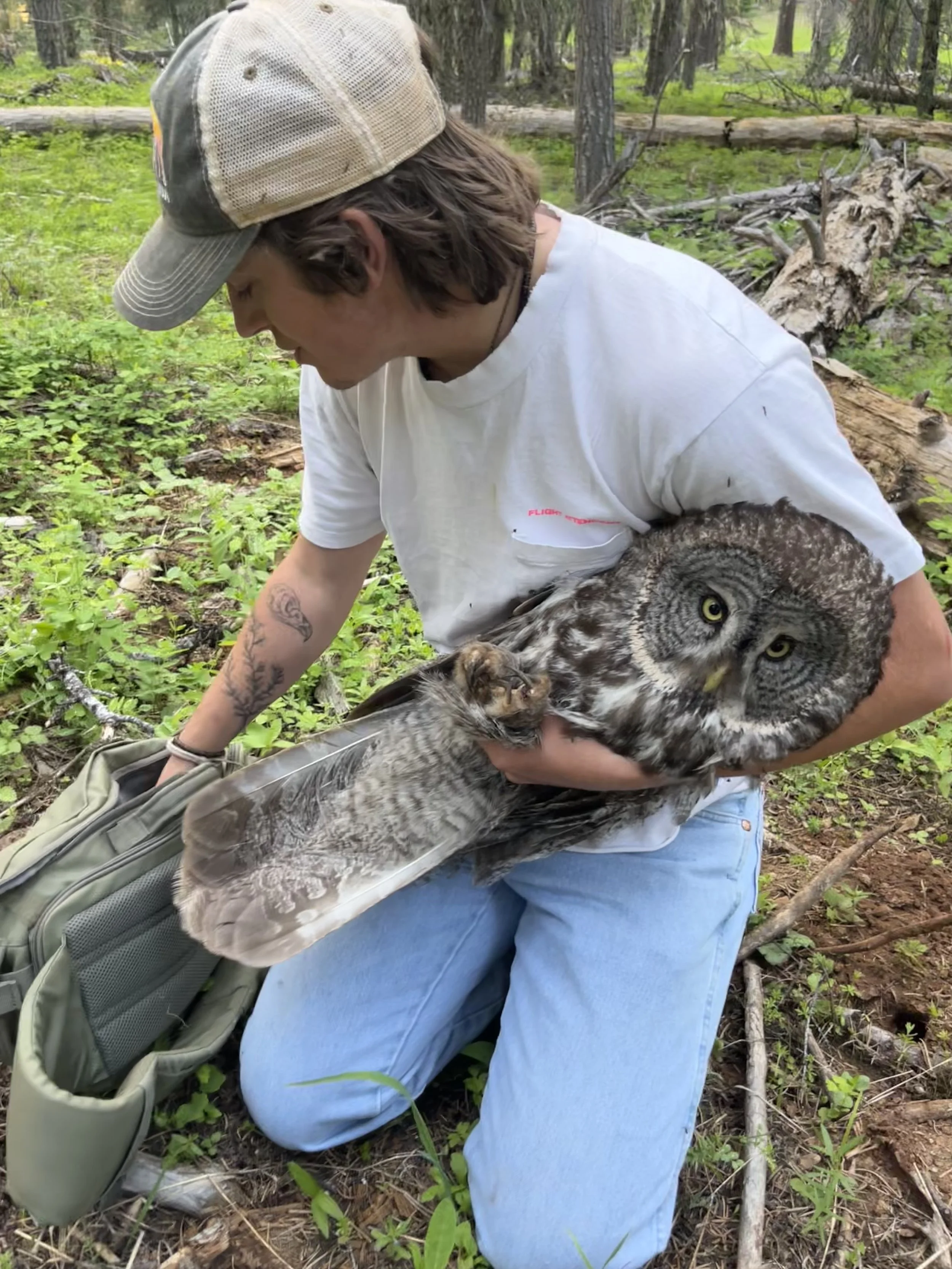 First owl banded of the GGOW study!