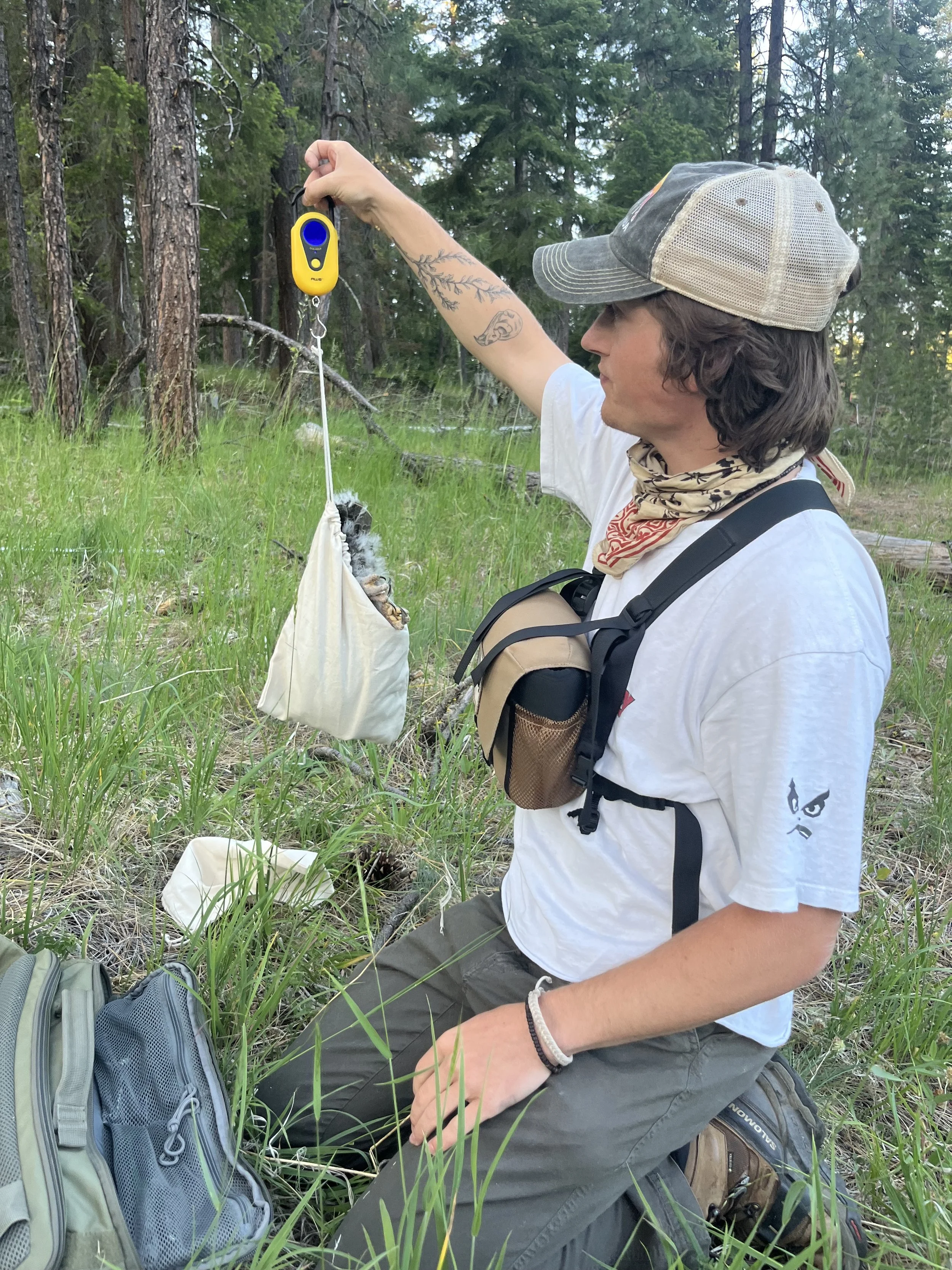 Taking weight of a juvenile GGOW.