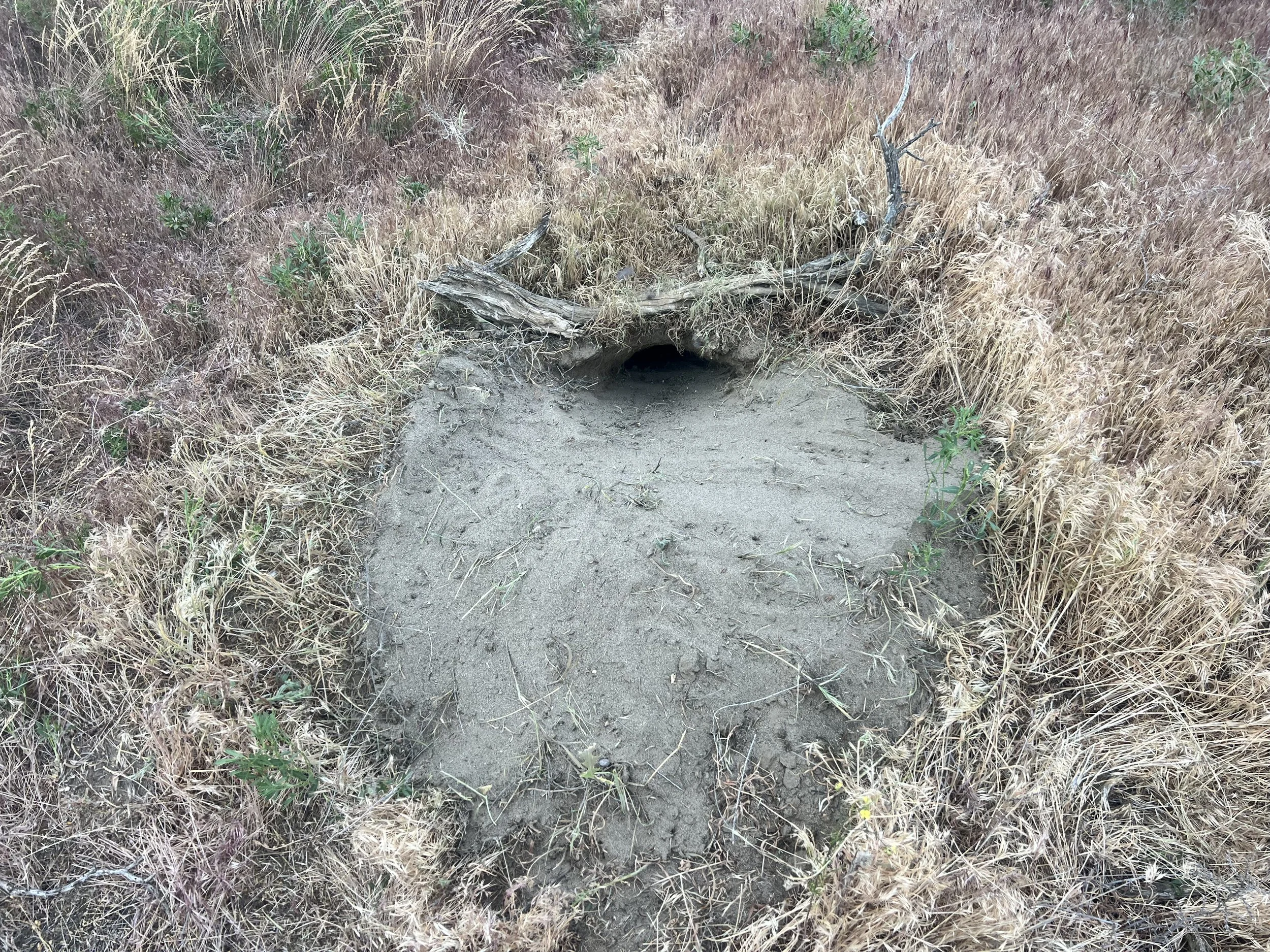 Newly discovered natural burrow.