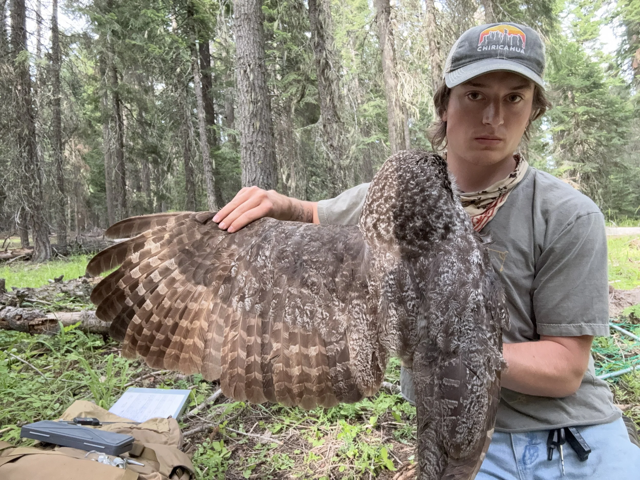 Wing photo of the dorsal side - used to determine age. 