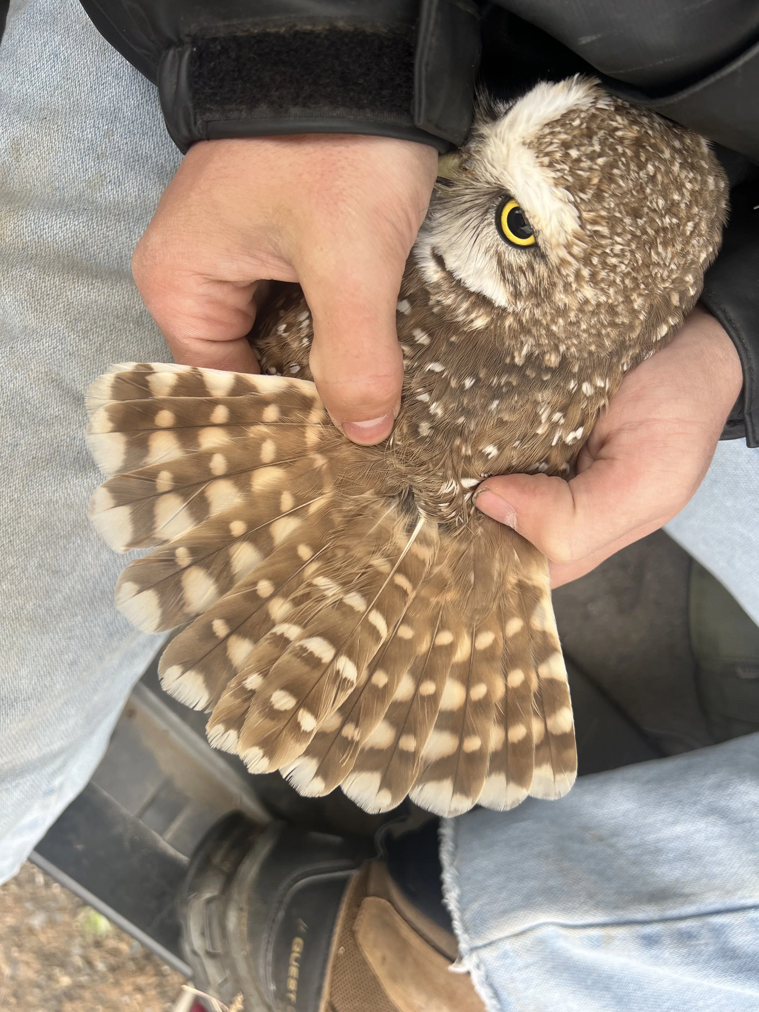 A Burrowing Owl with some long rectrices. 