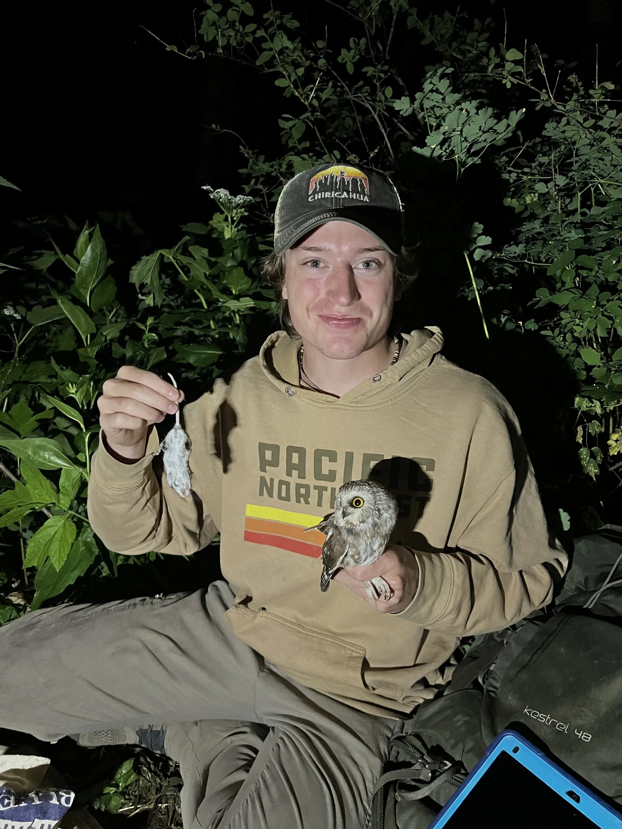 Captured a male Northern Saw-whet Owl with prey.