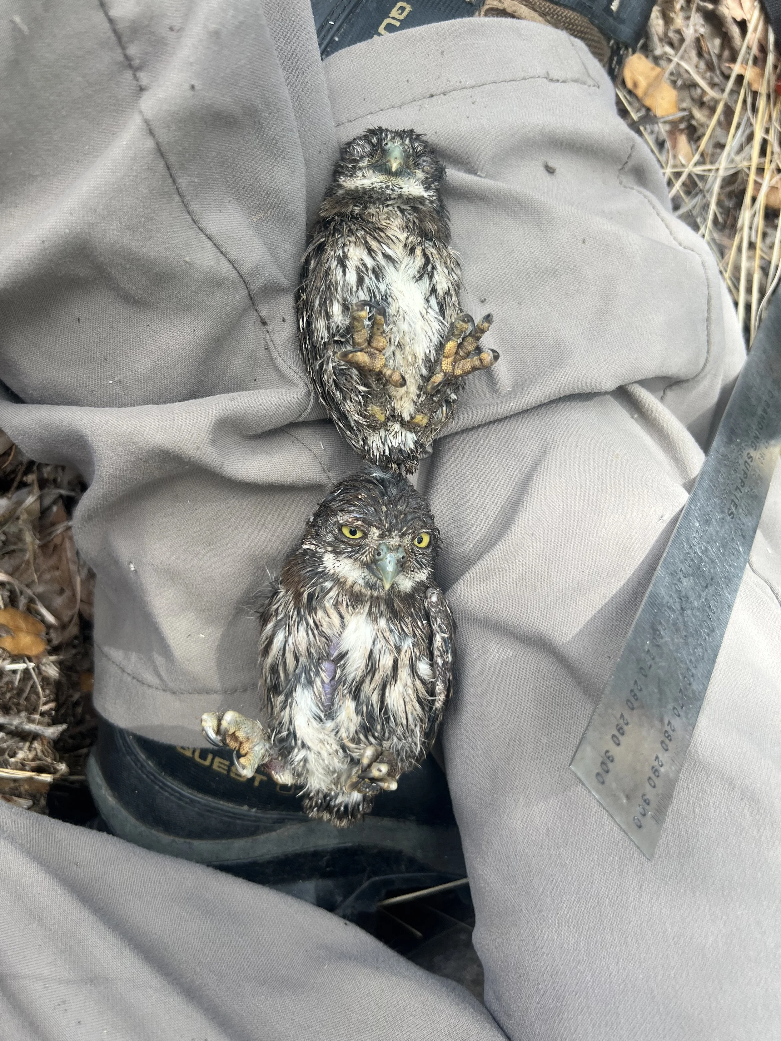 Two NOPO chicks, ready to be banded.