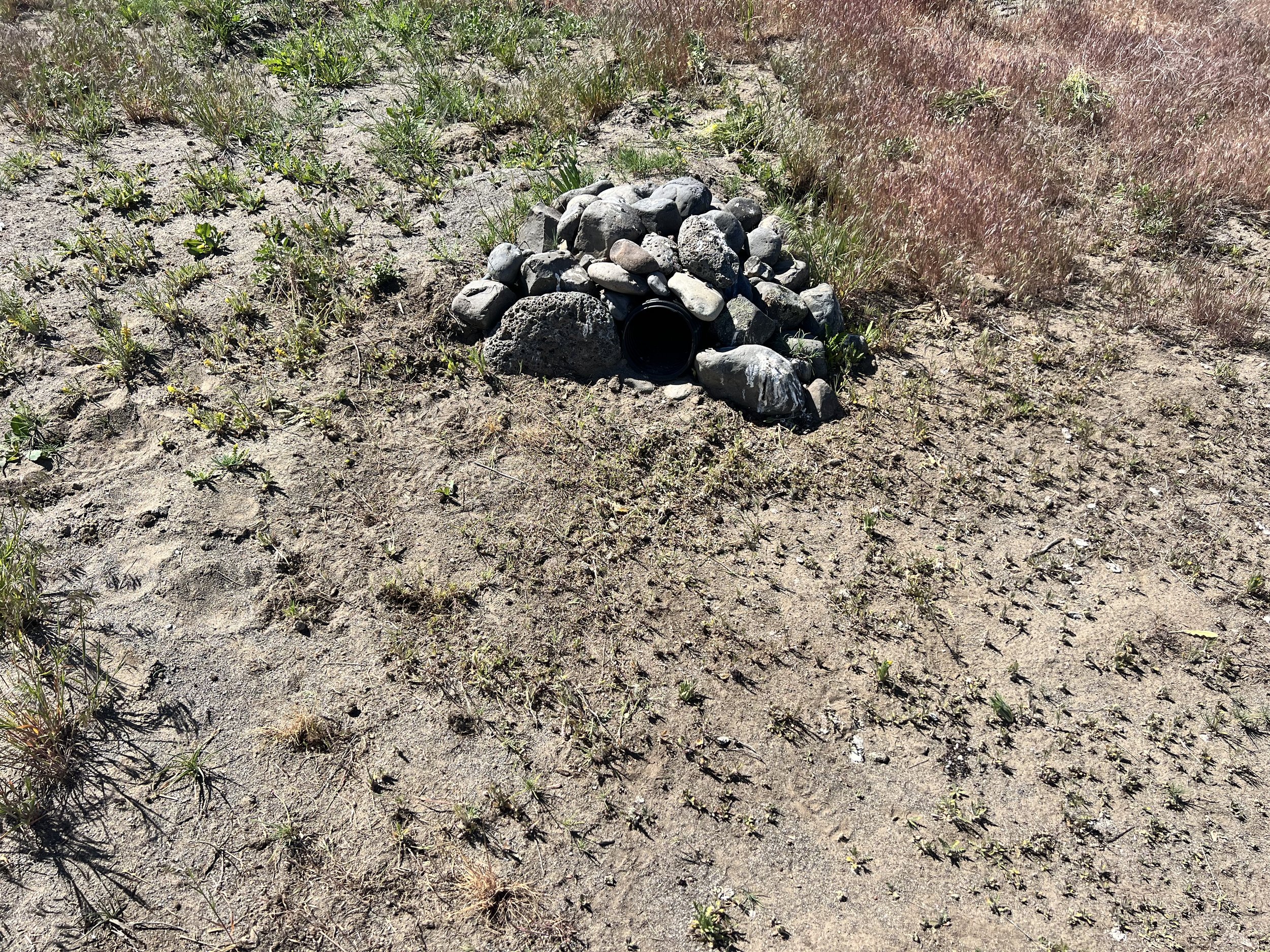 The entrance to a burrow.